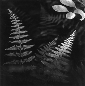 20101212094704-fern