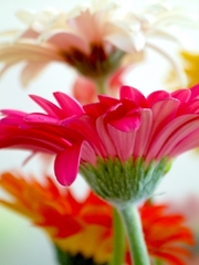 Dancing_daisy__web