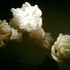 20101212232540-photo-2