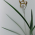 20101216141829-002_orchid