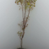 20101216141910-003_bonsai