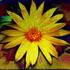 Yellow_dasy_trip