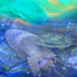 20120216214046-ancientforms1