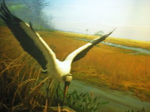 20101219203358-dscn1621