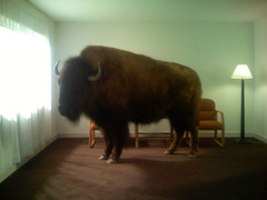Buffaloimg_0206
