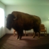 Buffaloimg_0206