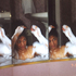 20101222154056-sbl_anotherwithsuspension_pressreleaseimage_email
