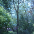 20101225141116-untitled_transparencies___on_tall_trees_and_dark_branches_ginafuenteswalker_artslant