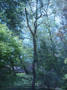20101225141116-untitled_transparencies___on_tall_trees_and_dark_branches_ginafuenteswalker_artslant