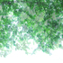 20101225141811-untitled_transparencies___tree_canopy_ginafuenteswalker_artslant