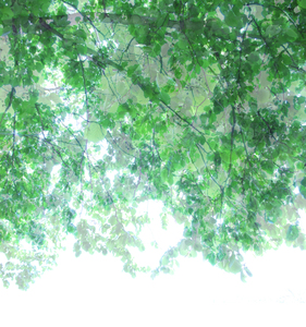20101225141811-untitled_transparencies___tree_canopy_ginafuenteswalker_artslant