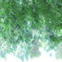 20101225161525-untitled_transparencies___tree_canopy_2_ginafuenteswalker_artslant