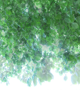 20101225161525-untitled_transparencies___tree_canopy_2_ginafuenteswalker_artslant