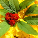 20101225202334-flowers_and_leaves