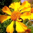 20101228090526-chrysanthemum2
