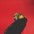20101228122202-worlawlerbird7834