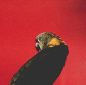 20101228122202-worlawlerbird7834