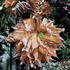 20101228202037-botanical__4a