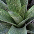 20101228202206-botanical__12a