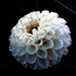 20101228202303-botanical__35a