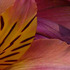 20101228202407-botanical__15a