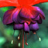 20101228202459-botanical__24a