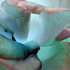 20101228202613-botanical__44a