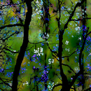 20110102135939-wild_branches_with_color