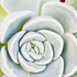 20110104214834-copy_for_postcard_biggerstaff_0015