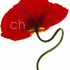 20110104223537-henry6