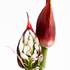 20110104225310-biggerstaff-2-