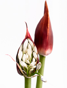 20110104225310-biggerstaff-2-