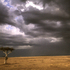 20110105120651-farber_african_tree_web