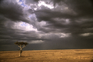 20110105120651-farber_african_tree_web