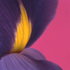 20110105165826-09_purple_iris_magenta_background