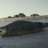 Torop_seal_m2