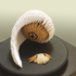 20110109090526-caracol-2010web