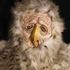 20110111120610-owl