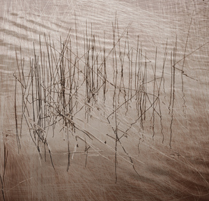 20110112232707-reeds