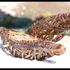20110116110557-bodner_hale_konon_model2
