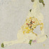 20120325160255-____peony_blossom__2