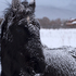 20110118145957-blackhorseinsnow