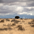 20110118152548-lonetree