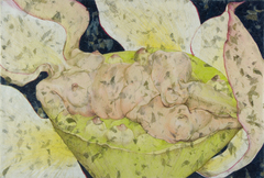 20110121124447-lotis_seedpod