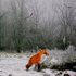 20110122072548-winter_fox2