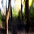 20110122123901-a_day_of_forest