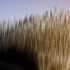 20110122124037-in_the_thick_of_it_all300dpi