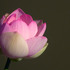 20110123141756-new_pink_lotus_