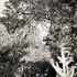 20110224093944-tree_lines__10