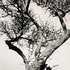20110224094423-tree_lines__1